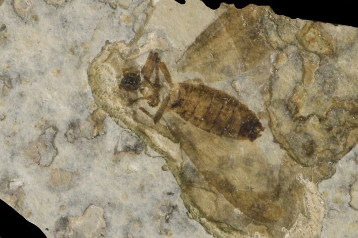 Fossil March Fly (Plecia) - Green River Formation #154493